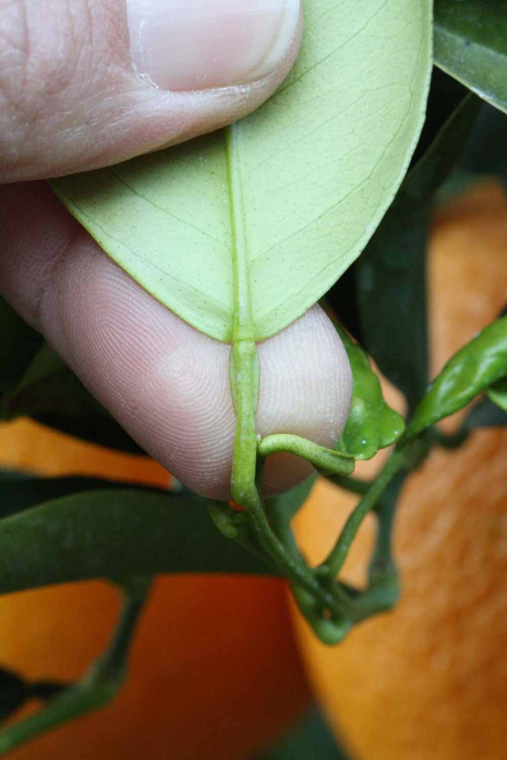              Petiole (Lindcove, CA)       